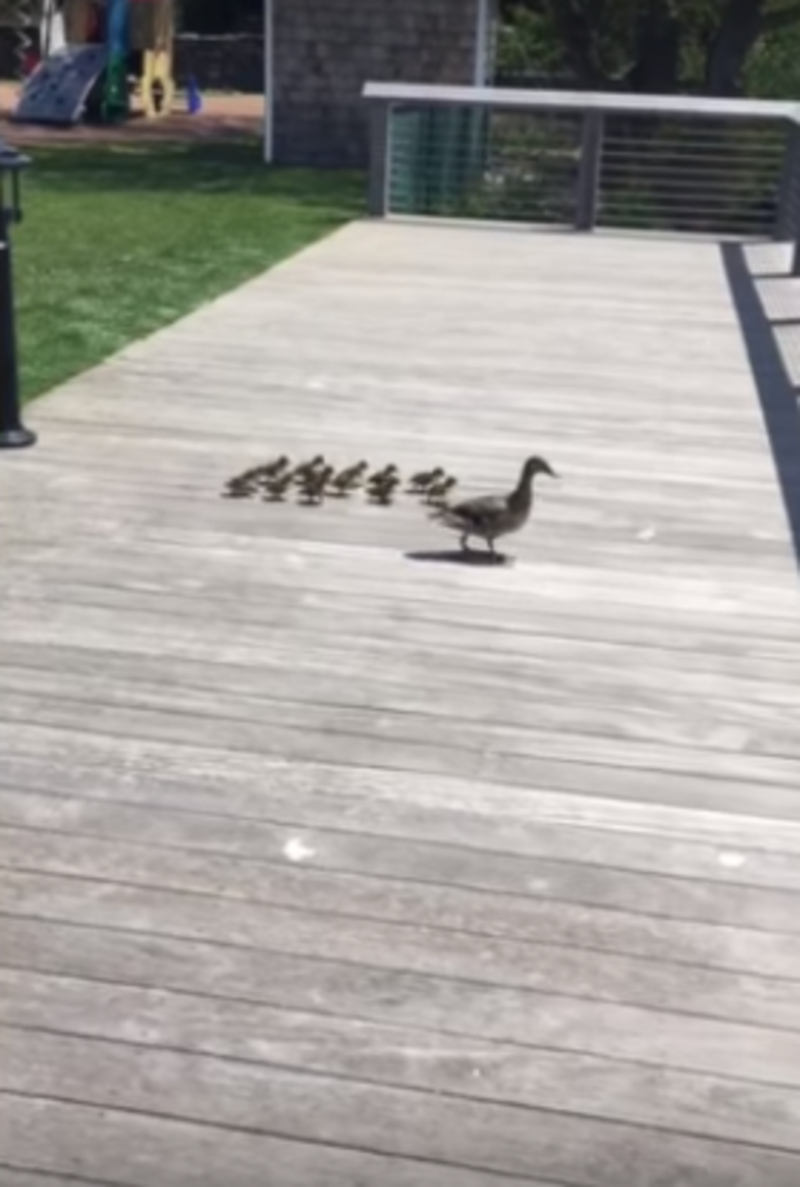 شاهد..بطة تعطي فراخها درسا في الشجاعة