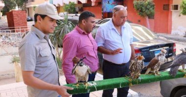 العثور على 5 صقور نادرة داخل سيارة خليجي بالبحر الاحمر