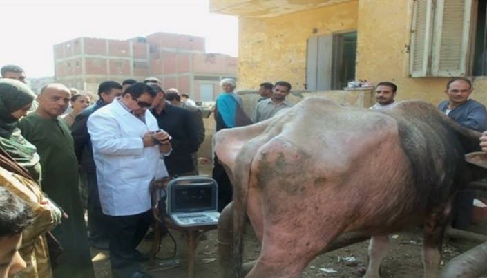 حملات لتحصين الماشية ضد الحمى القلاعية في الفيوم
