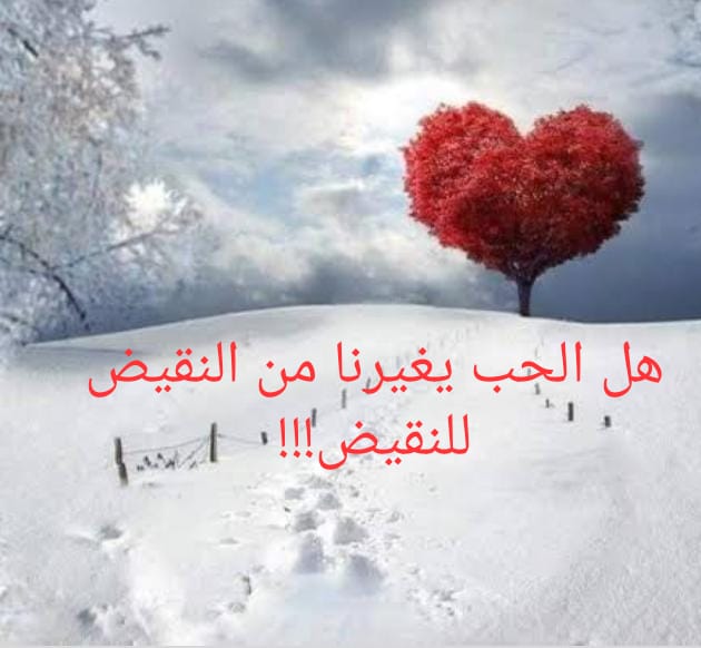 اسلام صقر تكتب ….الحب الحقيقي يخلقك من جديد