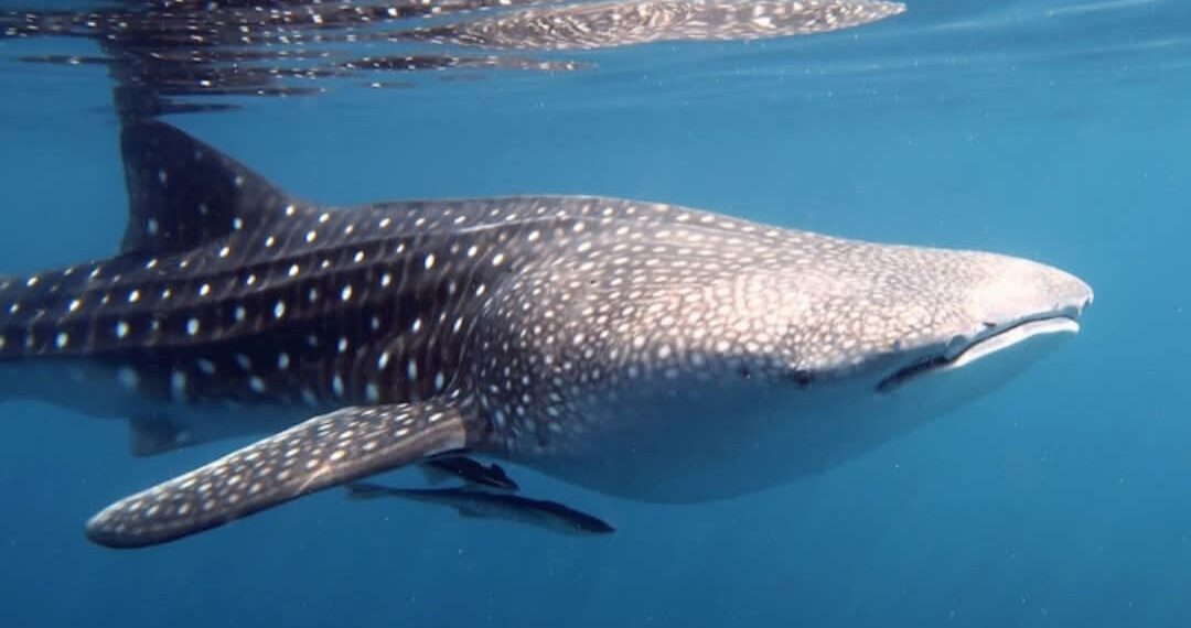 ظهور لسمكة القرش في شواطىء دهب..