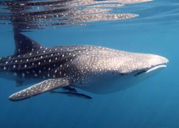 ظهور لسمكة القرش في شواطىء دهب..