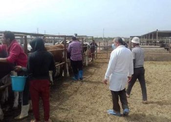 بيطري الشرقية يفحص 1517 رأس ماشية ضد البروسيلا و السل البقري
