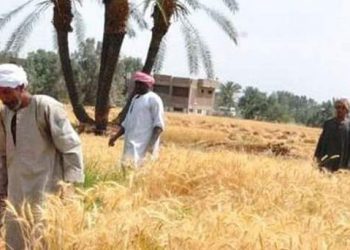 زراعة الشرقية تنفذ مدرسة حقلية إرشادية لمزارعي قرية الجوسق ببلبيس لزيادة إنتاجية محصول القمح