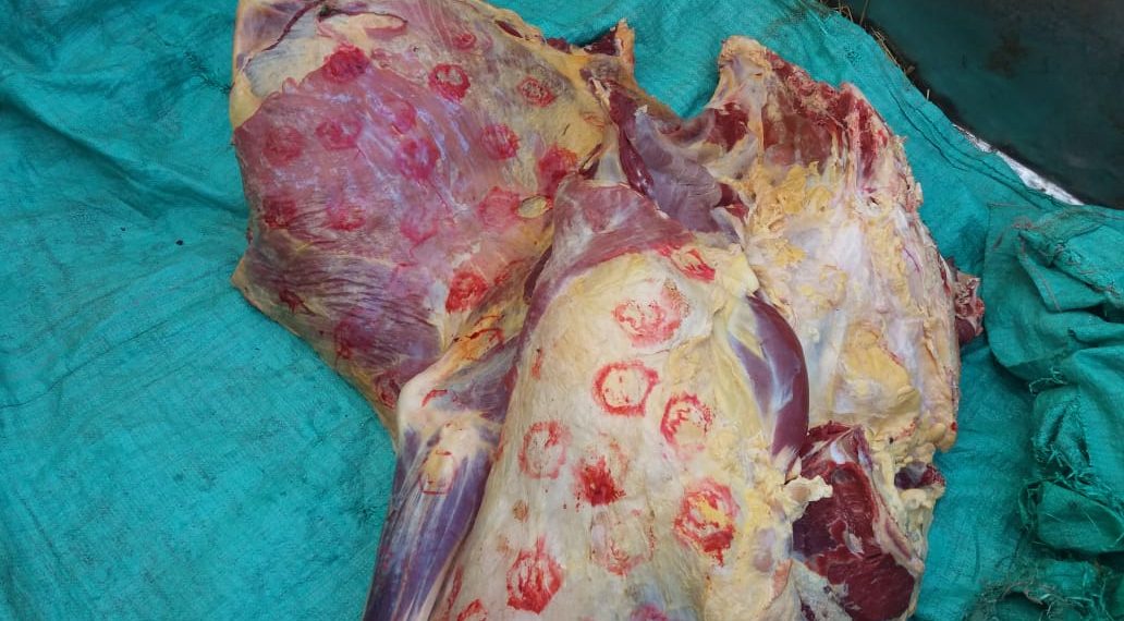 ضبط لحوم مذبوحة خارج السلخانة بأختام مزورة بههيا