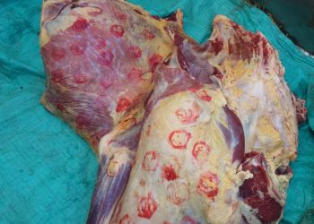 ضبط لحوم مذبوحة خارج السلخانة بأختام مزورة بههيا