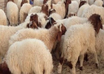 وزارة الزراعة تحدد موعد طرح الأضاحي بمنافذ الوزارة استعدادًا لعيد الأضحى المبارك