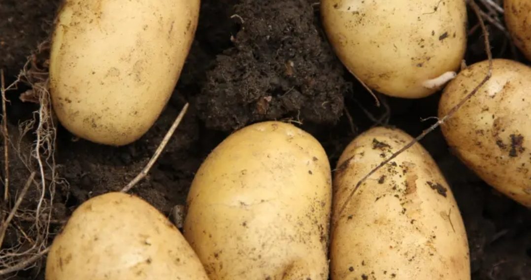 هل تستطيع البطاطس تغير نظام الغذاء العالمى