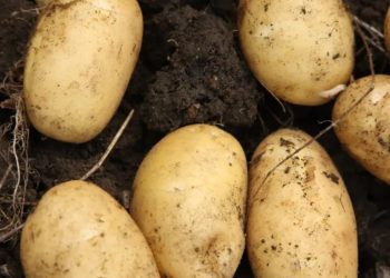 هل تستطيع البطاطس تغير نظام الغذاء العالمى