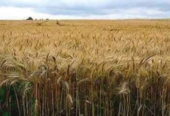 وزارة التموين : 15 إبريل بدء موسم توريد القمح