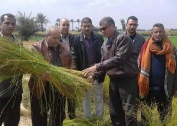 زراعة الشرقية تنفذ يوم حصاد لحقل إرشادي مزروع بمحصول الكتان بقرية كراديس بديرب نجم