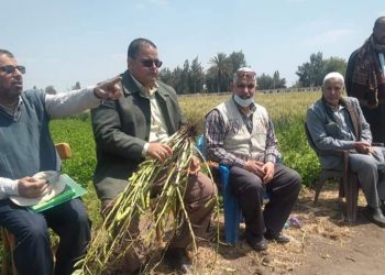 إدارة ههيا الزراعية تحتفل بيوم حصاد محصول الفول البلدي صنف 716 بالسلامون