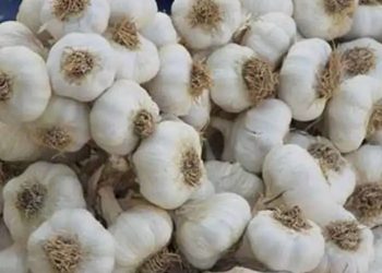 نقيب عام الفلاحين : سعر الثوم سوف يصل إلى ١٥٠ جنيهًا