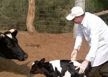 وزير الزراعة يشيد بجهود الأطباء البيطريين في حماية الثروة الحيوانية